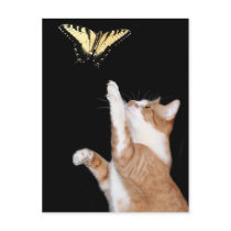 chase your dream postcards