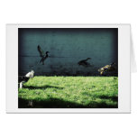 chasing ducks greeting cards
