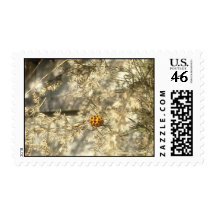 Chasing Nature Postage