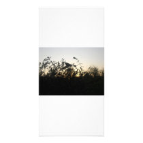 Chasing Shadows - photocard