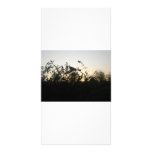 Chasing Shadows - photocard Photo Card Template