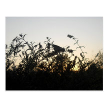 Chasing Shadows - postcard