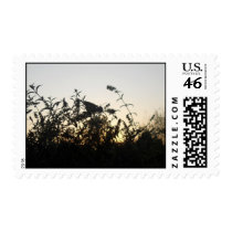 Chasing Shadows - stamp