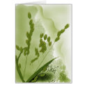 Chasmanthium latifolium 'Northern Sea Oats' cards