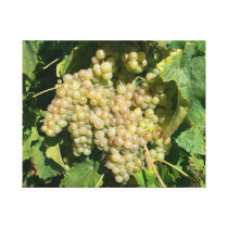 Chasselas Grapes in Mont-sur-Rolle Switzerland canvas prints