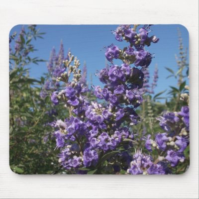 Tree Purple Flowers