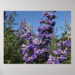 Chaste Tree Purple Flowers Posters