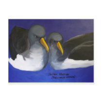 Chatham Albatross (Thalassarche eremita) Postcards