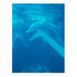 Chatting Dolphin Pair Postcard