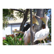 CHATTING PELICANS posters