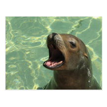 Chatty Sea Lion Postcard