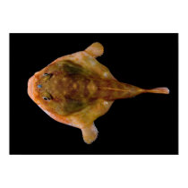 Chaunax Stigmaeus Fish posters