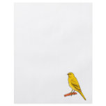 Chaz Canary Full Color Flyer