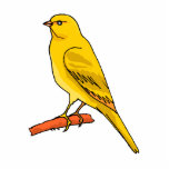 Chaz Canary Photo Cut Outs