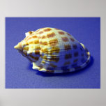 Checkered Helmet Seashell Print