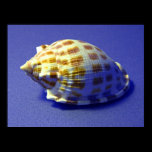 Checkered Helmet Seashell posters