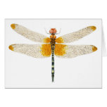 Checkered Setwing Dragonfly Watercolor Card