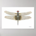 Checkered Setwing Dragonfly Watercolor Poster