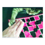 Checkers kitty! postcards