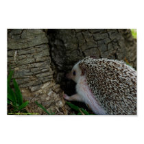 Checking it out poster posters by hedgehogworld Checking it out poster posters