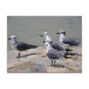 Checking Things Out... postcards by AngelasFocusedOnYou Checking Things Out... postcards