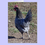 Cheeky Blue Andalusian Hen cards
