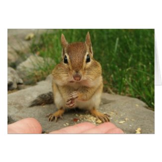 Cheeky Chipmunk card