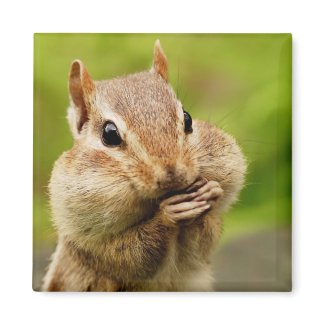 Cheeky Chipmunk Magnet magnet