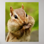 Cheeky Chipmunk Poster