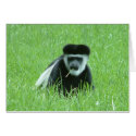 cheeky monkey cards