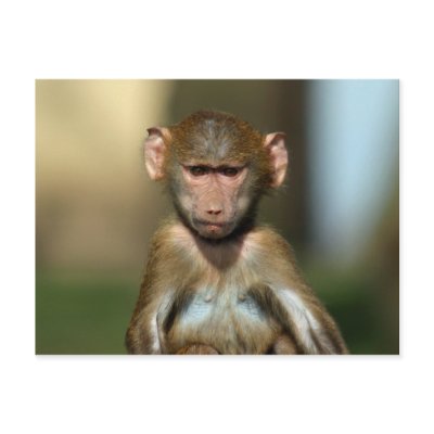 Baby Black Monkey