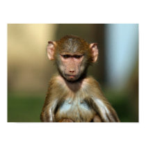 Cheeky Monkey - Cute Baby Baboon Poster / Print by Digital_Wallpapers Cheeky Monkey - Cute Baby Baboon Poster / Print