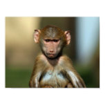 Cheeky Monkey - Cute Baby Baboon Poster / Print