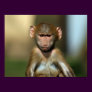 Cheeky Monkey - Cute Baby Baboon Poster / Print