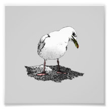 Cheeky Seagull Photo