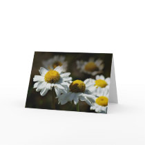 Cheerful daisies cards