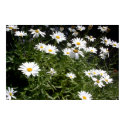 Cheerful Daisies posters