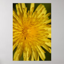 Cheerful Dandelion posters