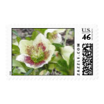Cheerful Hellebores In The Spring Garden Postage Stamp