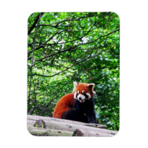Cheerful Red Panda Vinyl Magnet