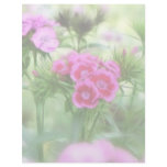 Cheerful Sweet William Flowers Letterhead Design