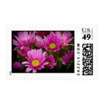Cheery Daisies Black Border Stamps
