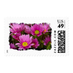 Cheery Daisies in Grunge Postage Stamps