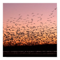 CheerySunset posters