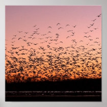 CheerySunset Print