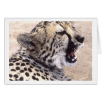 Cheetah5 Cards