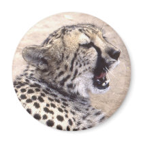 Cheetah5 Fridge Magnets