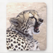 Cheetah5
