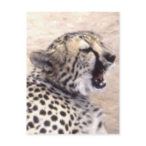 Cheetah5 Postcard