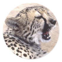 Cheetah5